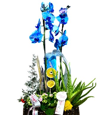 Deluxe Magic Blue Orkide