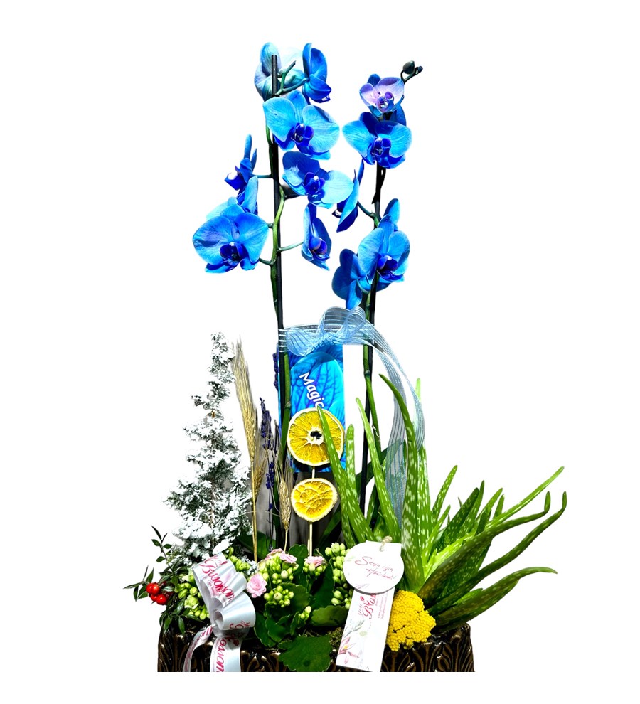 Deluxe Magic Blue Orkide