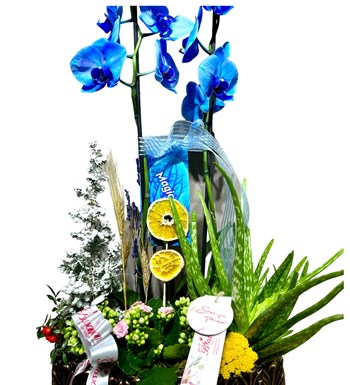 Deluxe Magic Blue Orkide