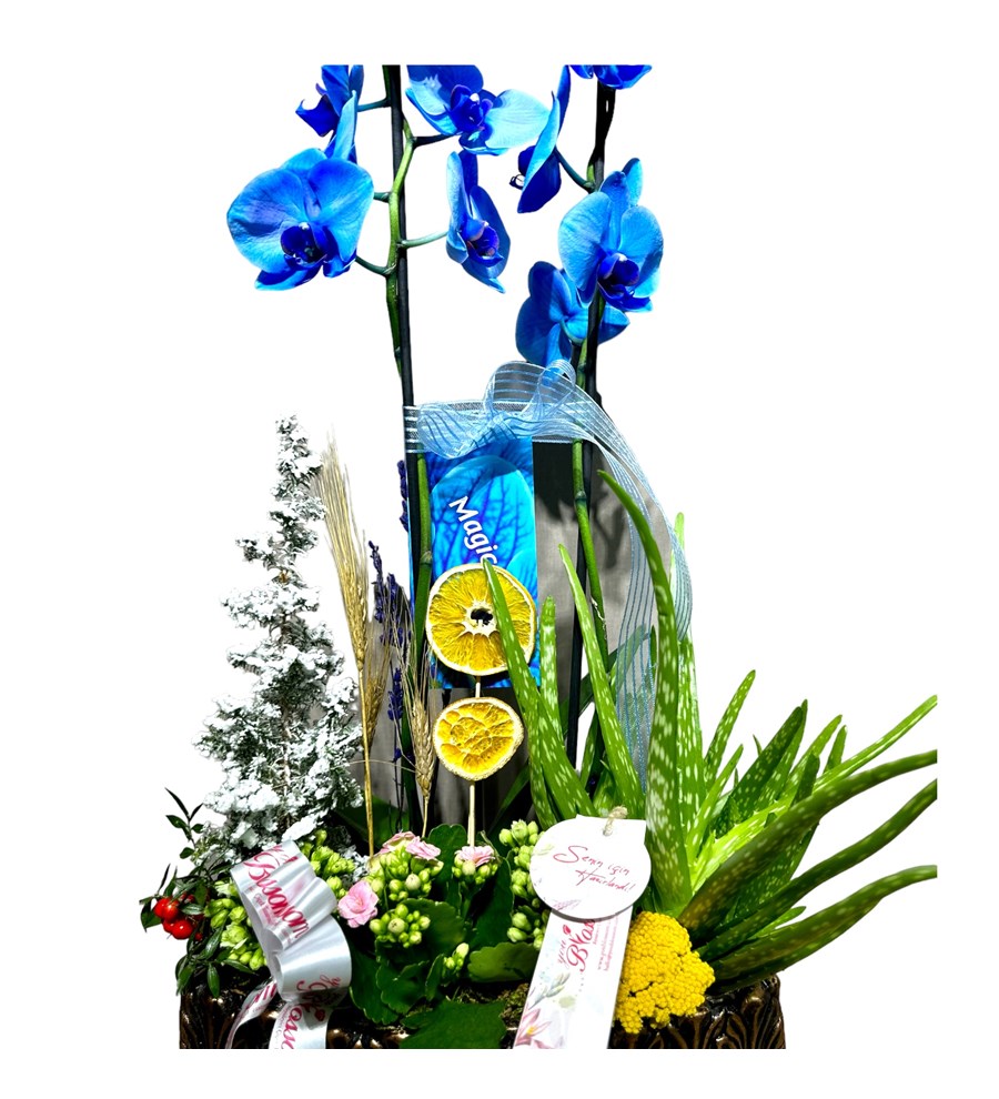 Deluxe Magic Blue Orkide