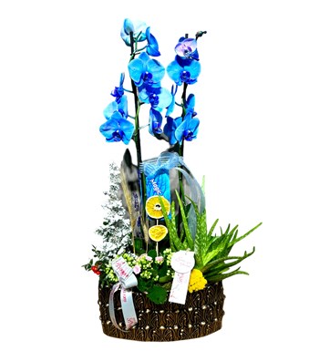 Deluxe Magic Blue Orkide