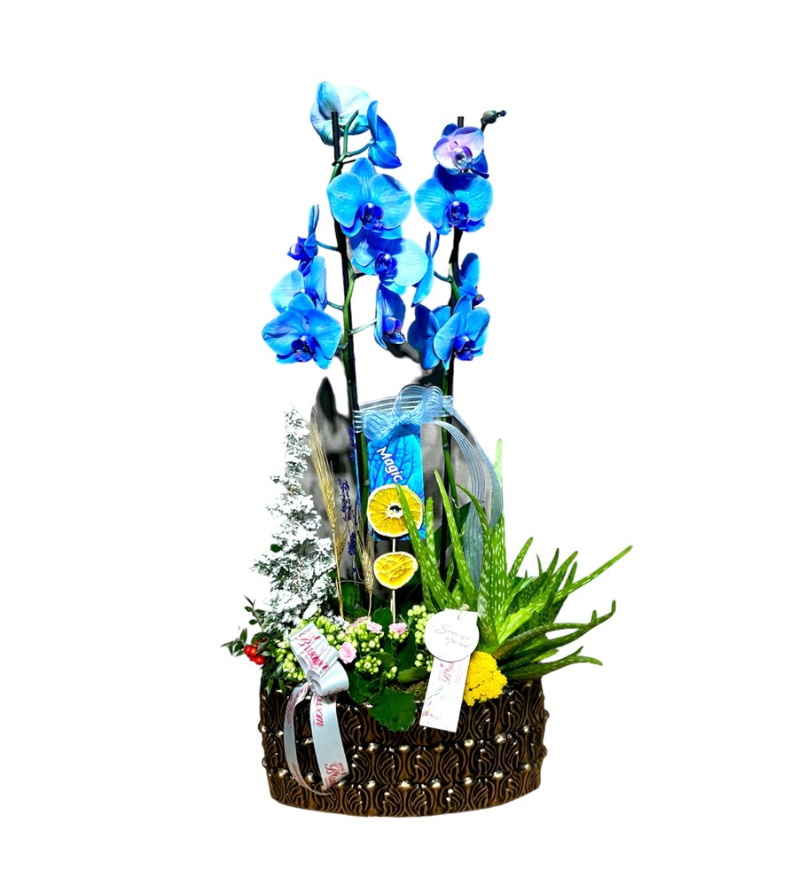 Deluxe Magic Blue Orkide