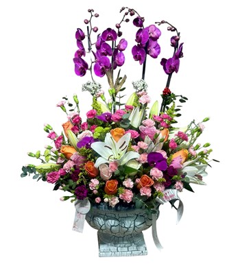 Deluxe Magic Purple Orkide