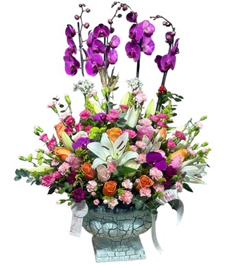 Deluxe Magic Purple Orkide