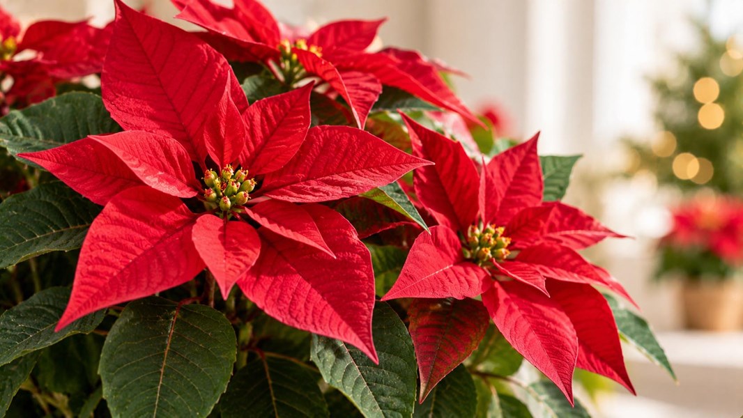 Ponsetya (Atatürk çiçeği, poinsettia)