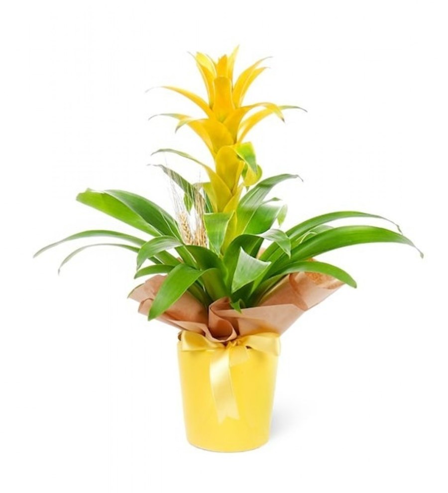 Sarı Guzmania Sarı Nora