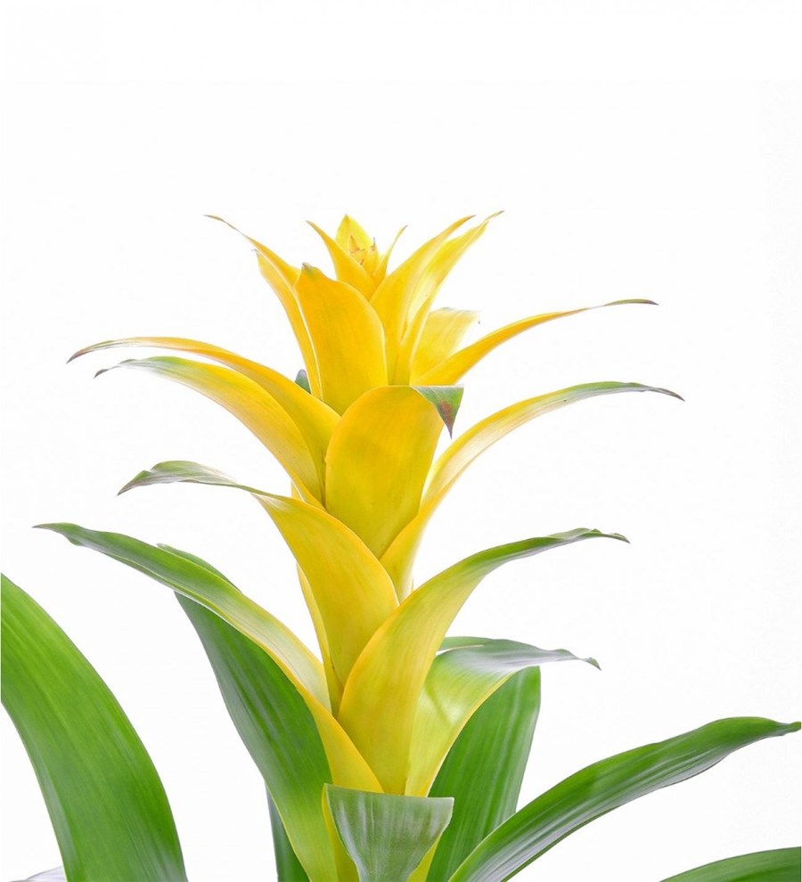 Sarı Guzmania Sarı Nora