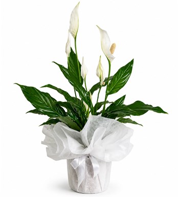 Lilyana Flowers - Spathiphyllum - Barış Çiçeği