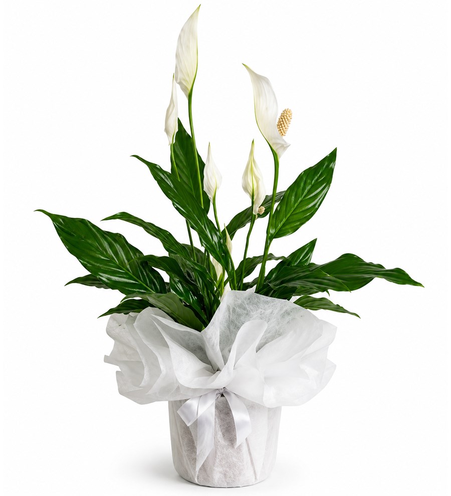 Spathiphyllum - Barış Çiçeği