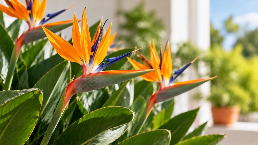 Starliçe (Cennet kuşu çiçeği, strelitzia)