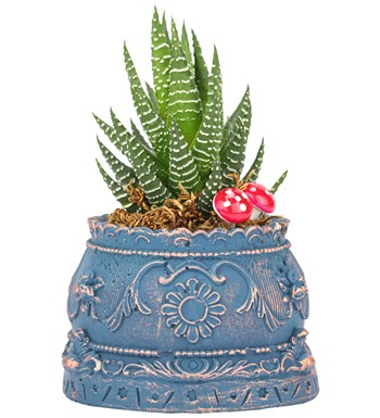 Trevi Barok Serisi Haworthia Tasarım
