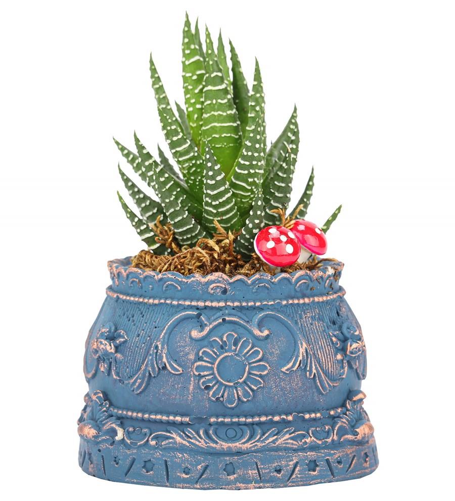 Trevi Barok Serisi Haworthia Tasarım