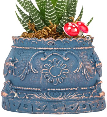 Trevi Barok Serisi Haworthia Tasarım