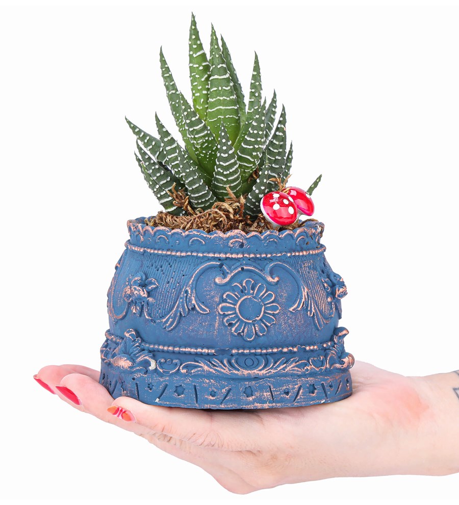 Trevi Barok Serisi Haworthia Tasarım