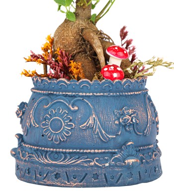 Trevi Barok Serisi Mini Ficus Ginseng Bonsai Tasarım