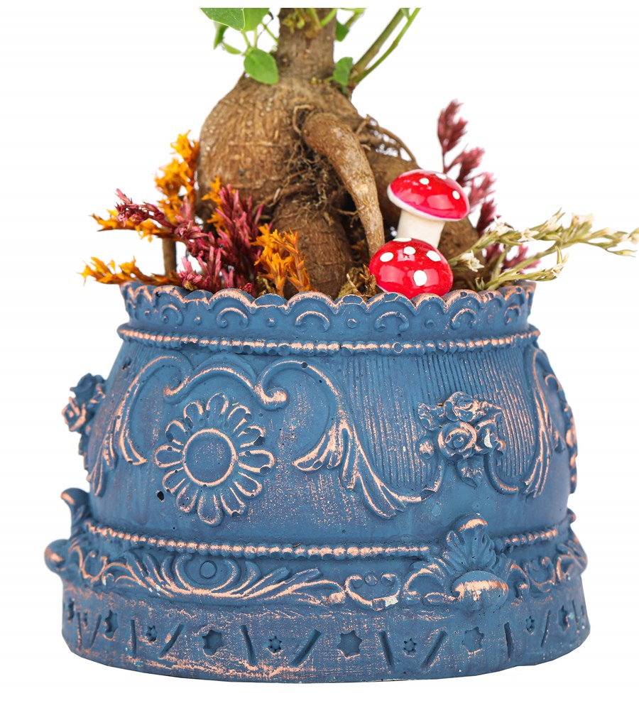 Trevi Barok Serisi Mini Ficus Ginseng Bonsai Tasarım