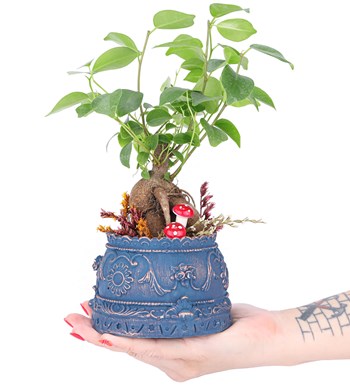 Trevi Barok Serisi Mini Ficus Ginseng Bonsai Tasarım