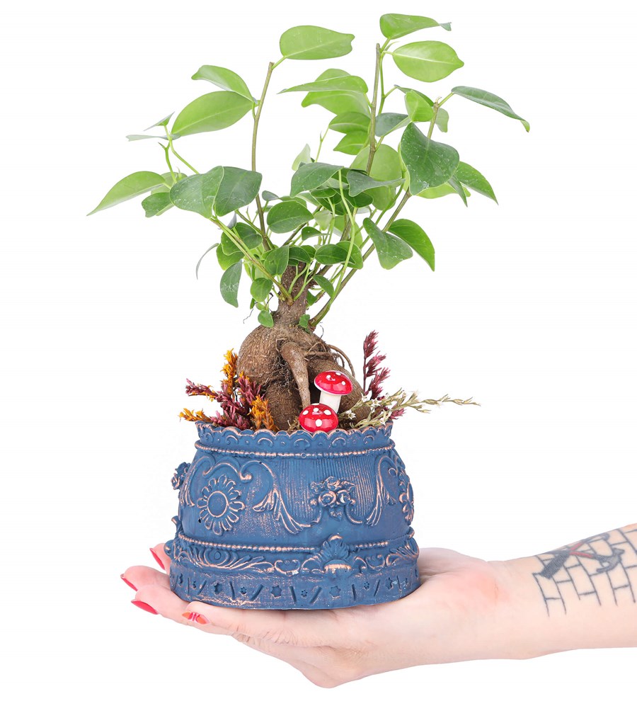 Trevi Barok Serisi Mini Ficus Ginseng Bonsai Tasarım