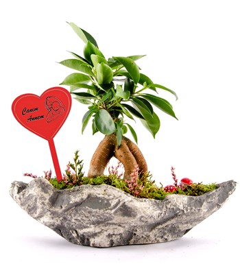 Canım Annem Tabelalı Marineris Serisi Ficus Bonsai
