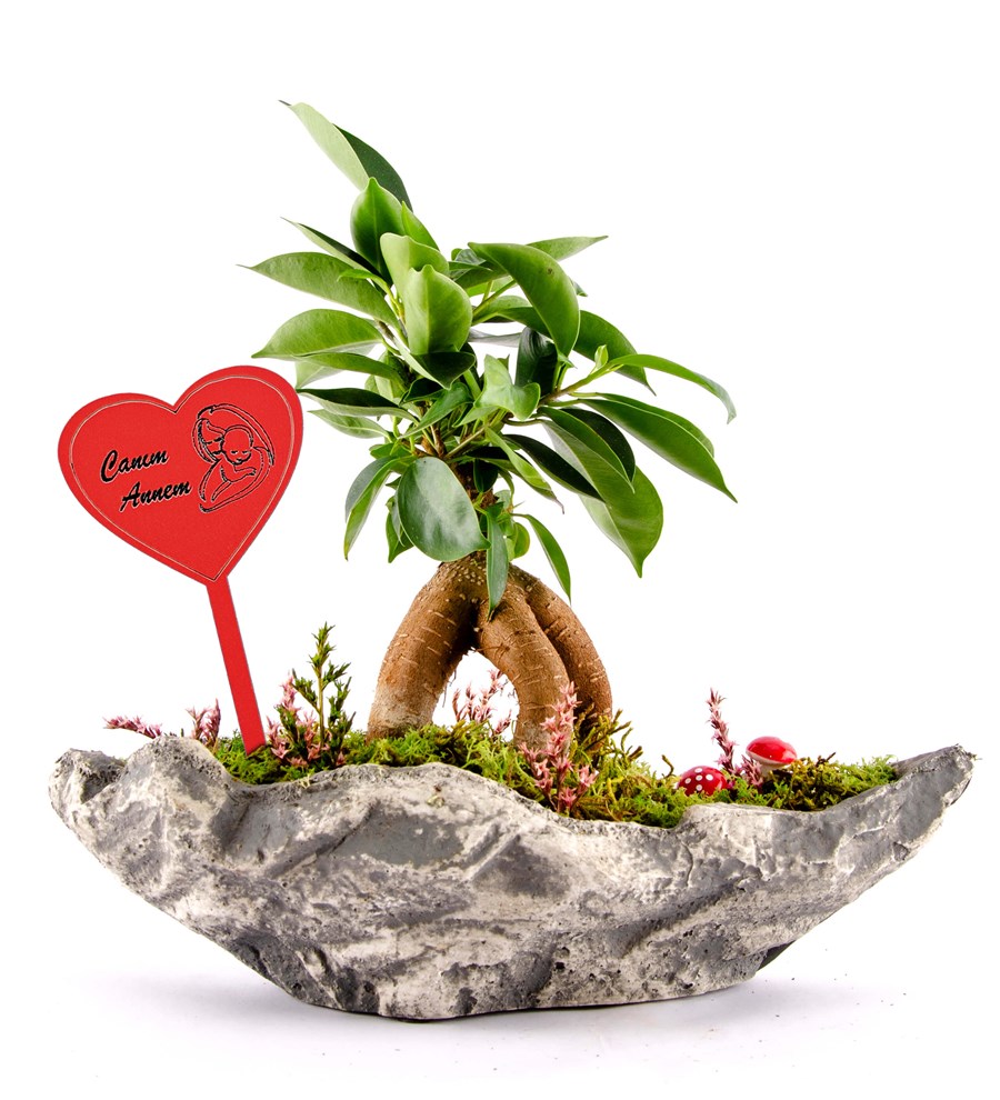 Canım Annem Tabelalı Marineris Serisi Ficus Bonsai