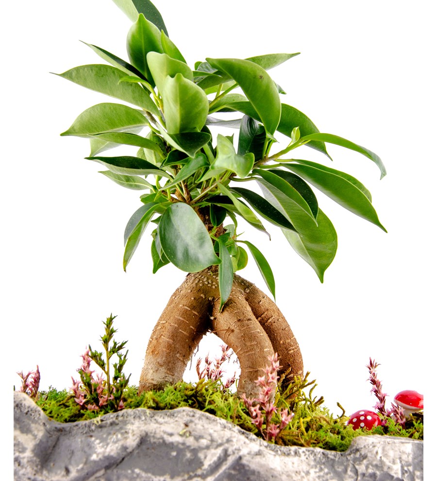 Marineris Serisi Ficus Bonsai