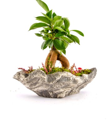 Marineris Serisi Ficus Bonsai