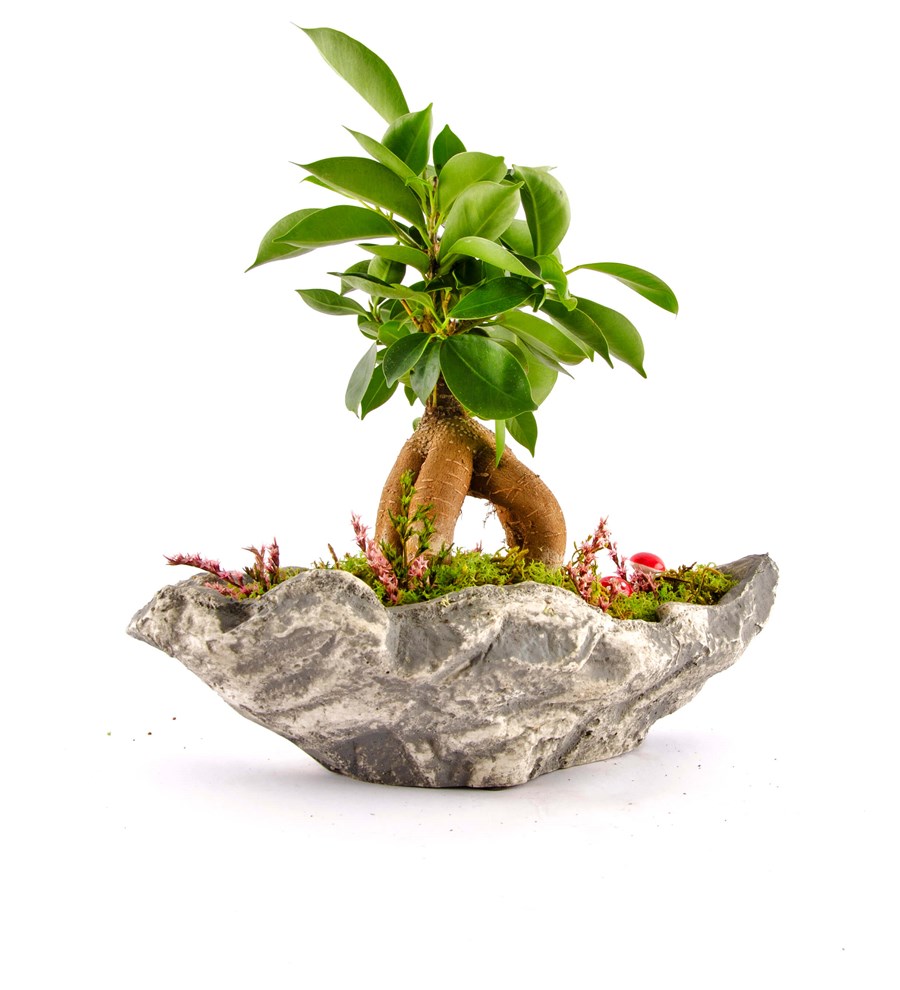 Marineris Serisi Ficus Bonsai