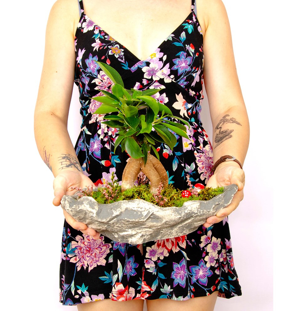 Marineris Serisi Ficus Bonsai