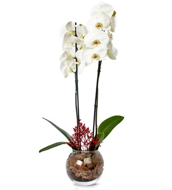 Cam Saksıda Premium İthal Çift Dal Beyaz Orkide Tasarım