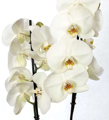 Cam Saksıda Premium İthal Çift Dal Beyaz Orkide Tasarım