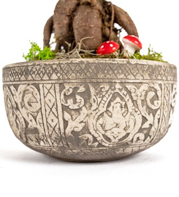 Kayıp Hazineler Serisi - Ficus Ginseng Bonsai Tasarım 