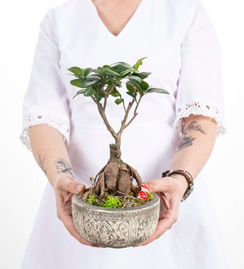 Kayıp Hazineler Serisi - Ficus Ginseng Bonsai Tasarım 
