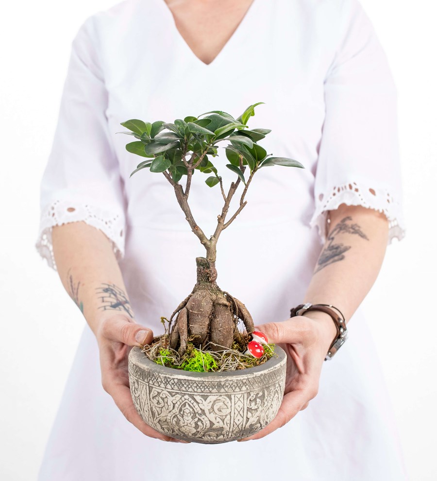 Kayıp Hazineler Serisi - Ficus Ginseng Bonsai Tasarım 