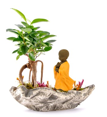 Marineris Serisi Buda Bonsai Bahçesi