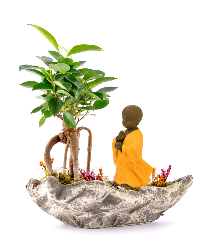 Marineris Serisi Buda Bonsai Bahçesi