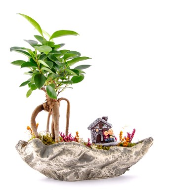 Marineris Serisi Taş Evim Bonsai Bahçesi