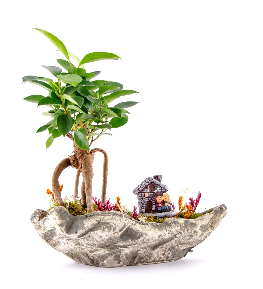 Marineris Serisi Taş Evim Bonsai Bahçesi