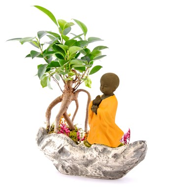 Marineris Serisi Buda Bonsai Bahçesi