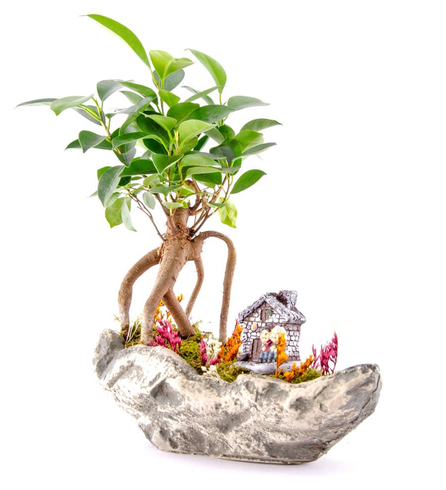 Marineris Serisi Taş Evim Bonsai Bahçesi
