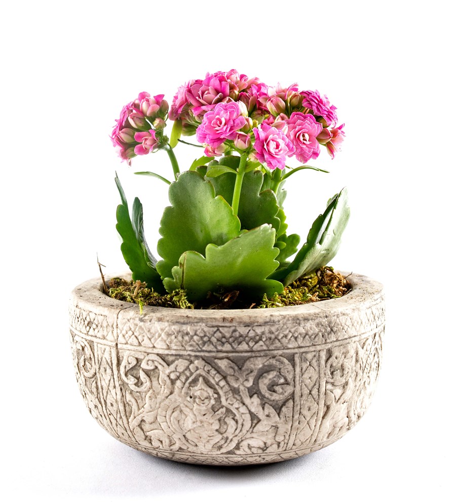 Kayıp Hazineler Serisi Kalanchoe Tasarım - Pembe