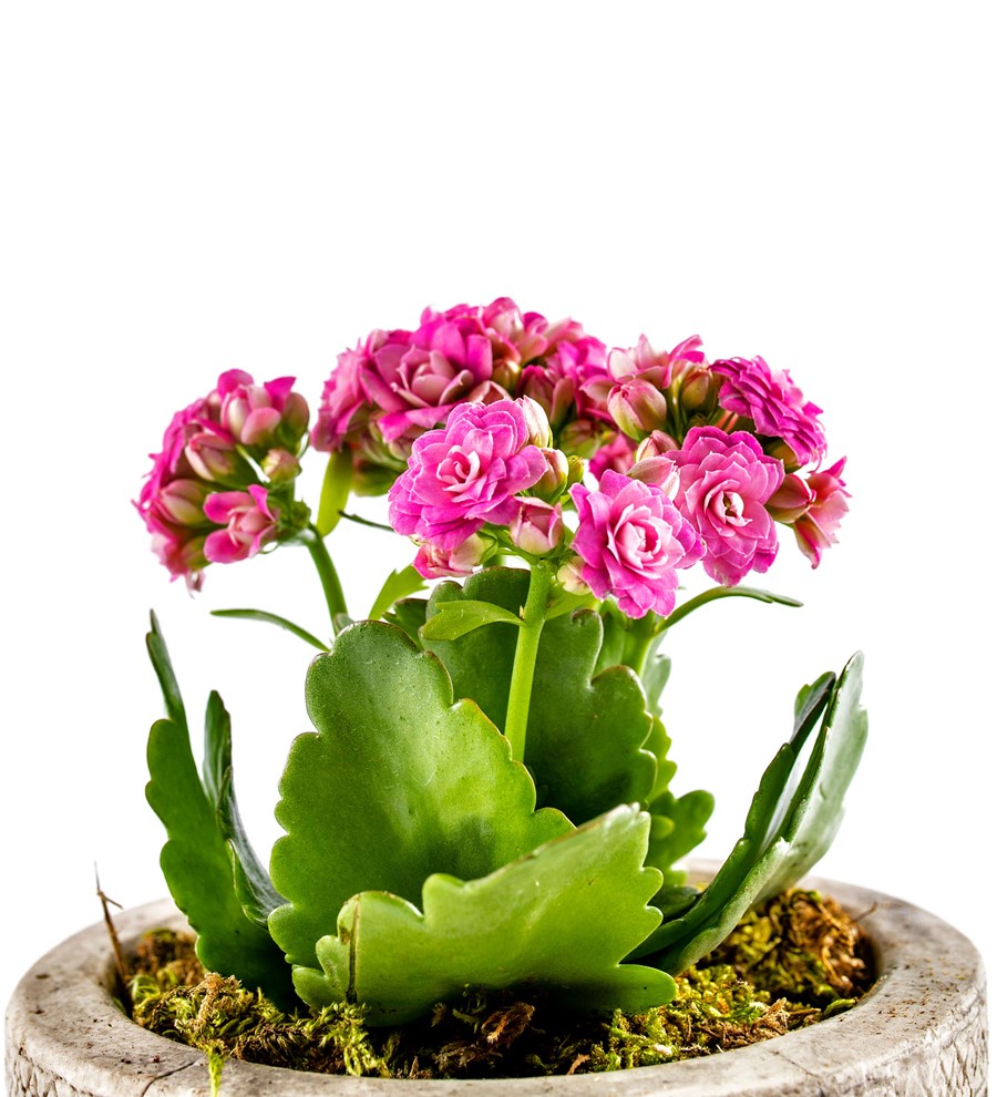 Kayıp Hazineler Serisi Kalanchoe Tasarım - Pembe