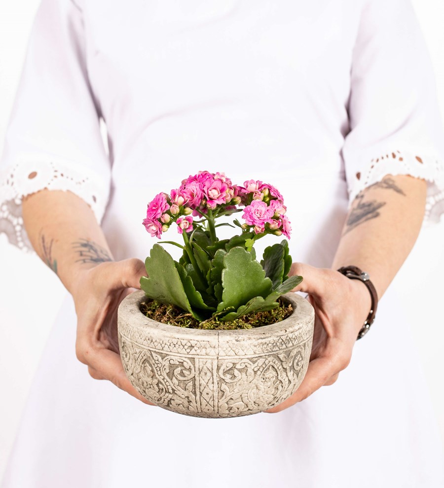 Kayıp Hazineler Serisi Kalanchoe Tasarım - Pembe