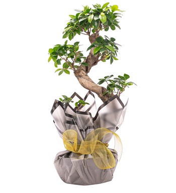 S Gövde Giant Bonsai Tasarım