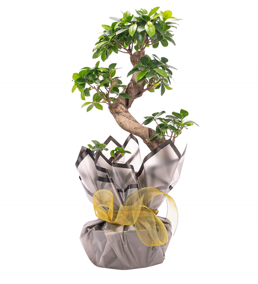 S Gövde Giant Bonsai Tasarım