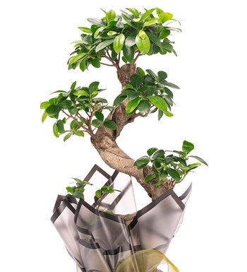 S Gövde Giant Bonsai Tasarım