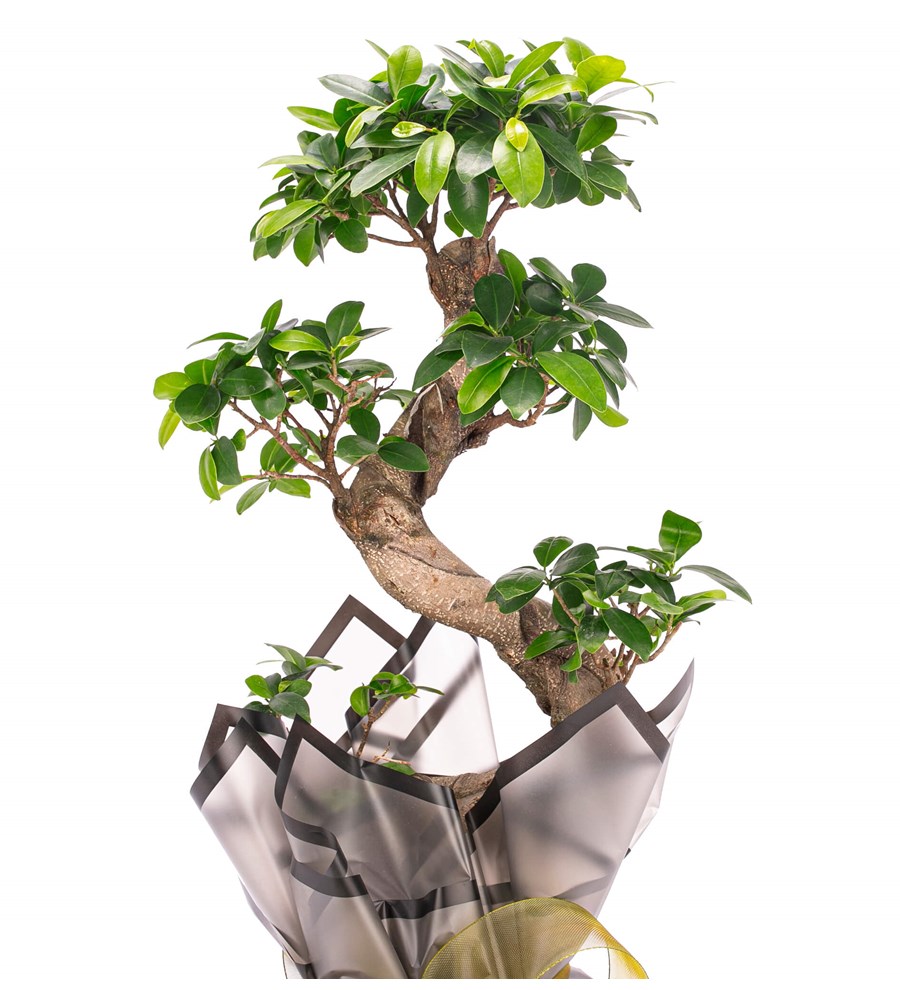 S Gövde Giant Bonsai Tasarım
