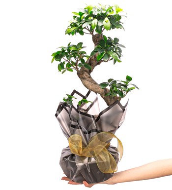 S Gövde Giant Bonsai Tasarım