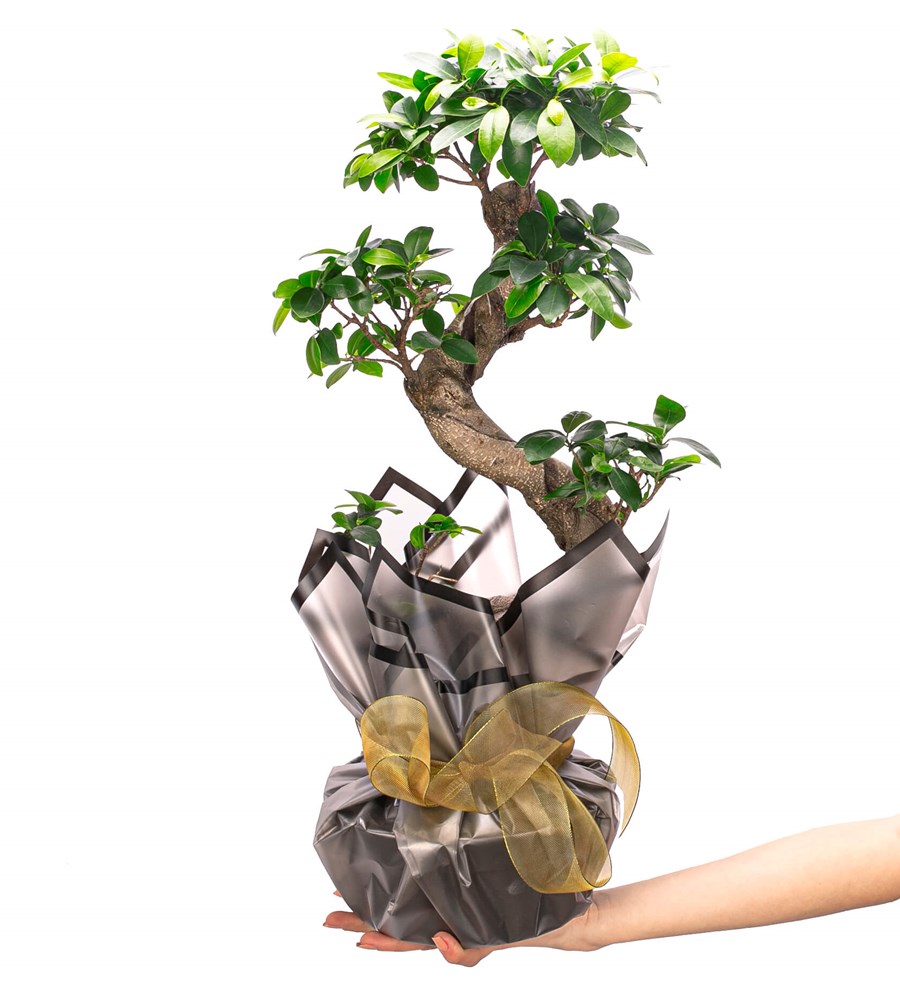 S Gövde Giant Bonsai Tasarım