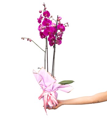 Premium İthal 80 cm Çift Dal Mor Orkide Tasarım