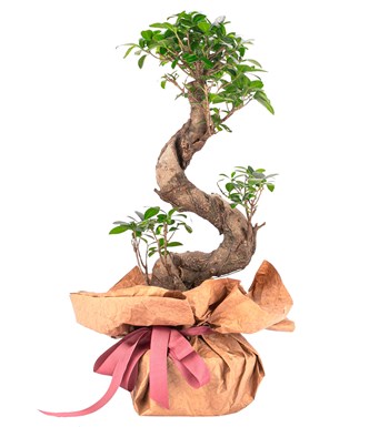 Kraft Serisi - S Gövde Giant Bonsai Tasarım